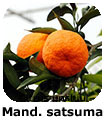 Mandarino satsuma